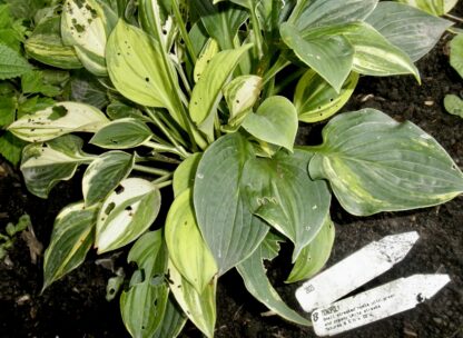 O.P. seedling. Monopoly (B)