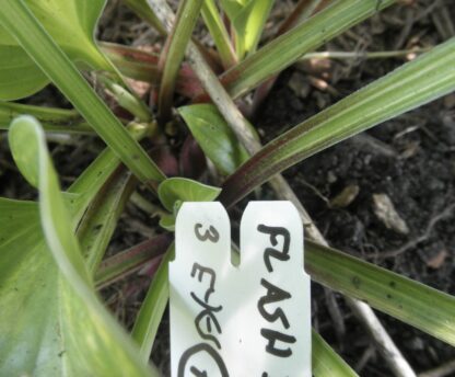 O.P. seedling. Flash Dance (A) - Image 2