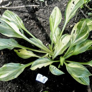 O.P. seedling. Pin Stripe Sister (Q)