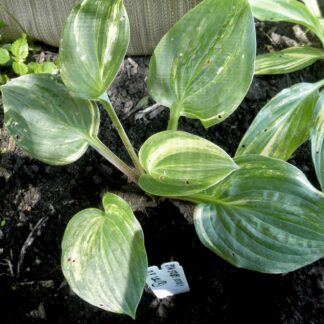 O.P. seedling. Pin Stripe Sister (R)