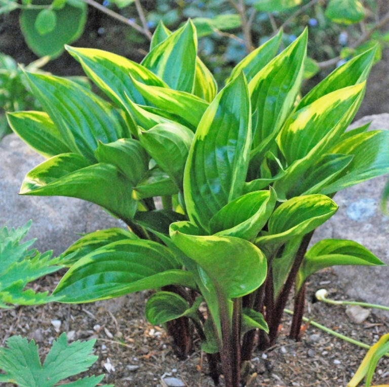 Cherries Jubilee Flambe Hosta – Hostas-Store