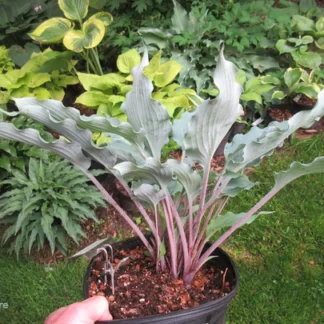 Hammerin Cameron Hosta