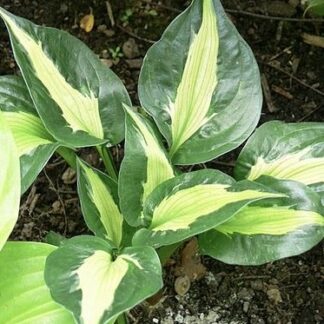 Twister Hosta