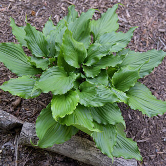 Ain't Misbehavin Hosta