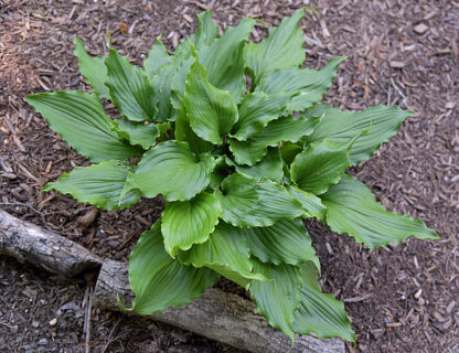 Ain't Misbehavin Hosta