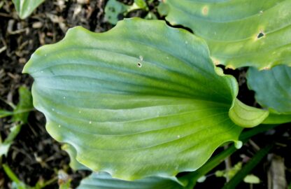 Ain't Misbehavin Hosta - Image 2