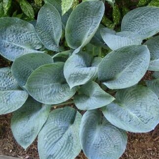 Amethyst  Blue Hosta OS