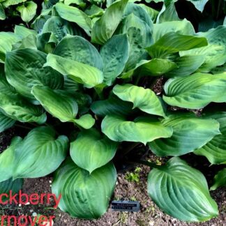 Blackberry Turnover Hosta