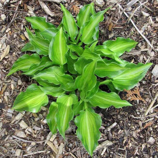 Devon Cloud Hosta