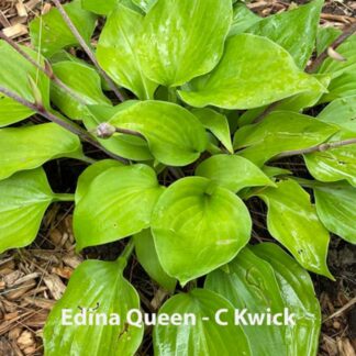 Edina Queen Hosta O.S.