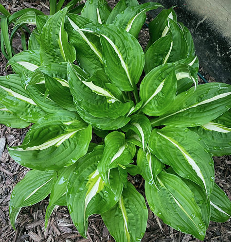 FOXFIRE VIPER O.S. HOSTA – Hostas-Store