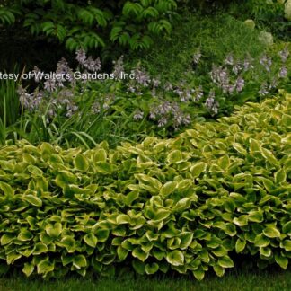 Golden Tiara Hosta