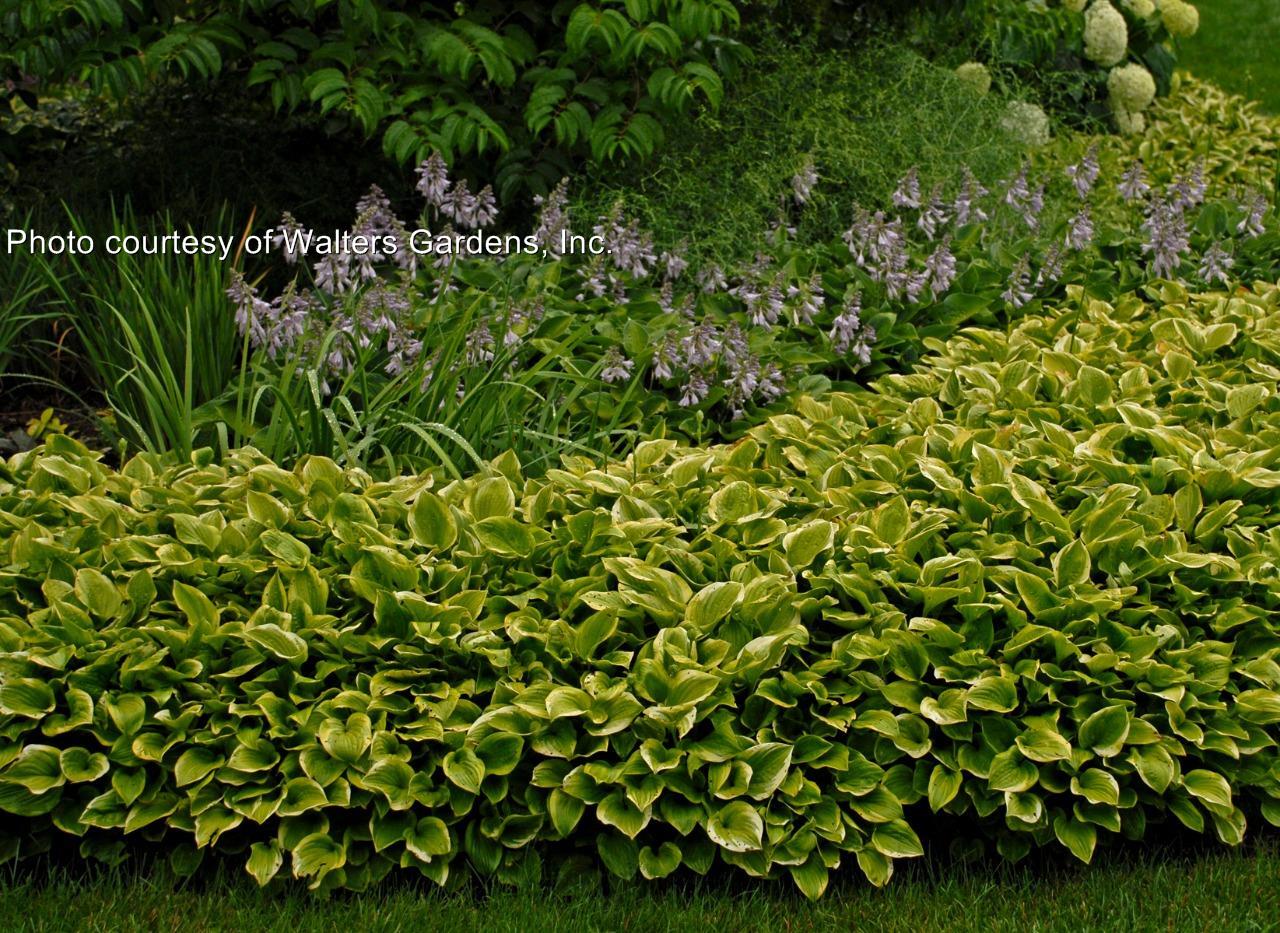 Golden Tiara Hosta