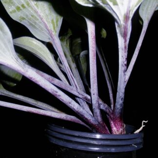 Holar Purple Glacier hosta