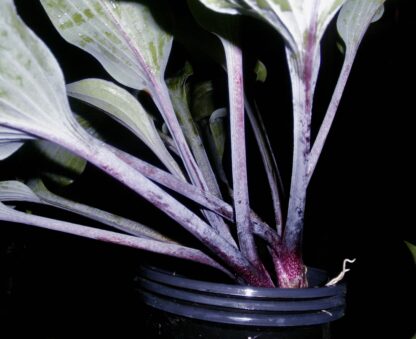 Holar Purple Glacier hosta