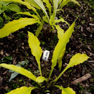 Kempen Waving Shadow Hosta