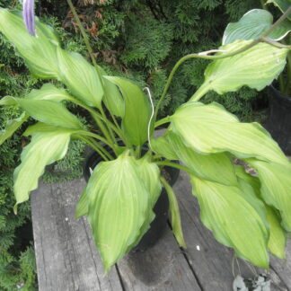 Lady Guinevere Hosta