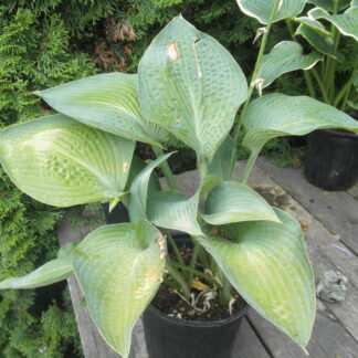 Lakeside Magnetic Force Hosta O.S.