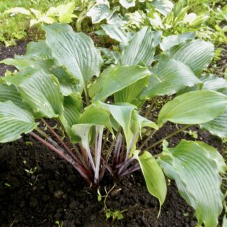 Number Nine Hosta