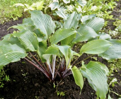 Number Nine Hosta