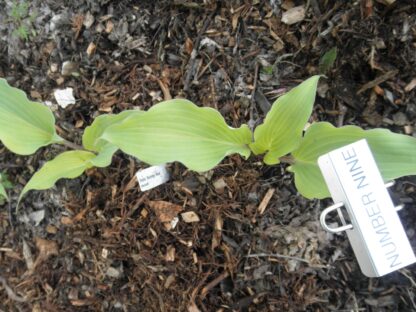Number Nine Hosta - Image 4