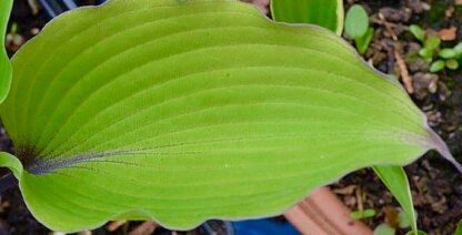 Number Nine Hosta - Image 2