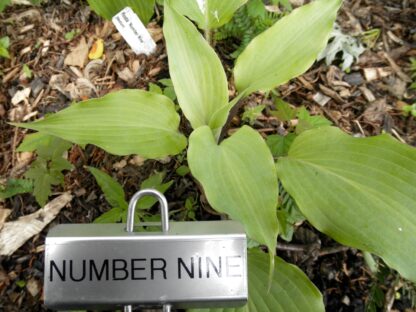 Number Nine Hosta - Image 3