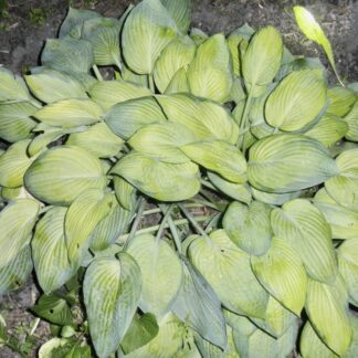Smoochy Hosta (Similar to Silver Sheen)