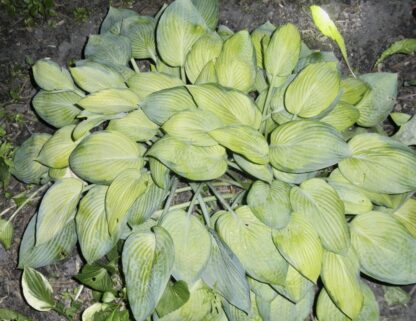 Smoochy Hosta (Similar to Silver Sheen)