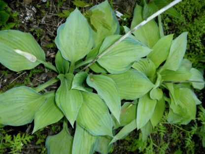Smoochy Hosta (Similar to Silver Sheen) - Image 2