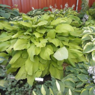 Squash Casserole Hosta