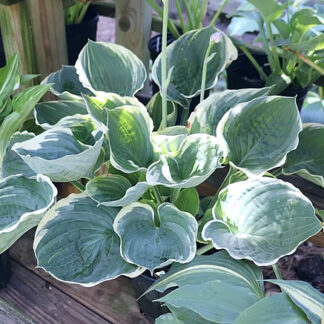 Blueberry Parfait Hosta