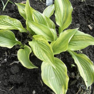 O.P. seedling. Pin Stripe Sister (B)