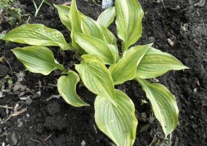 O.P. seedling. Pin Stripe Sister (B)