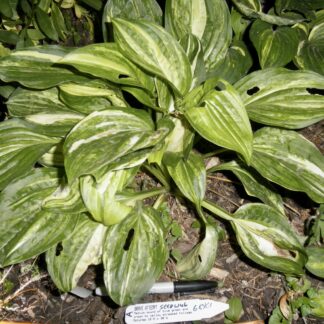 O.P. seedling. Brave Attempt Hosta (A)