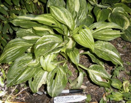 O.P. seedling. Brave Attempt Hosta (A)