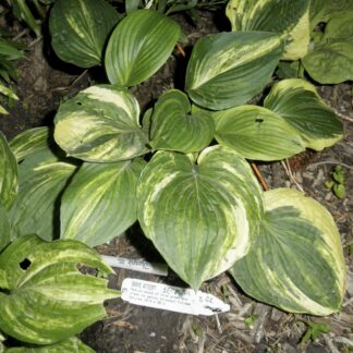 O.P. seedling. Brave Attempt Hosta (B)