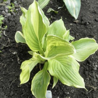 O.P. seedling. Pin Stripe Sister (C)