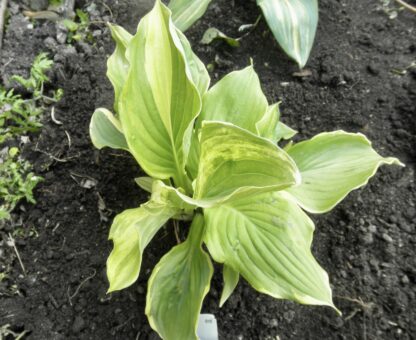 O.P. seedling. Pin Stripe Sister (C)