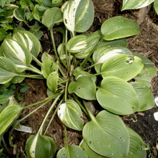 O.P. seedling. Flash Dance (F)