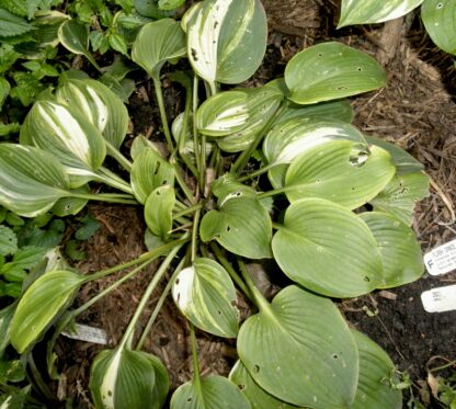 O.P. seedling. Flash Dance (F)