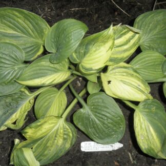 O.P. seedling. Foxy Doxy Hosta (P)