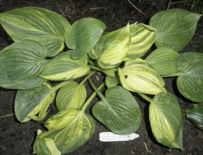 O.P. seedling. Foxy Doxy Hosta (P)