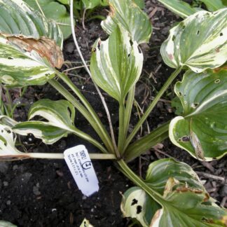 O.P. seedling. Monopoly (I)