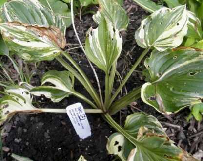 O.P. seedling. Monopoly (I)