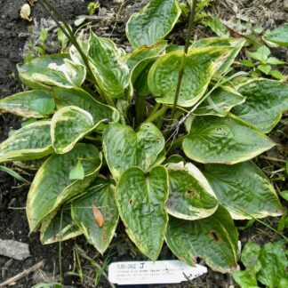 O.P. seedling. Flash Dance (J)