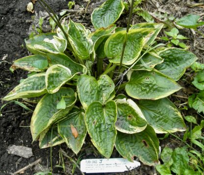 O.P. seedling. Flash Dance (J)
