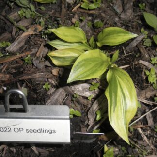O.P. seedling. Javelin Hosta (D)