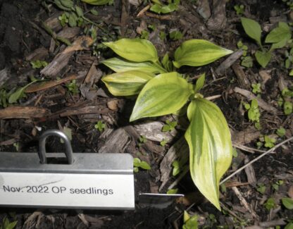 O.P. seedling. Javelin Hosta (D)