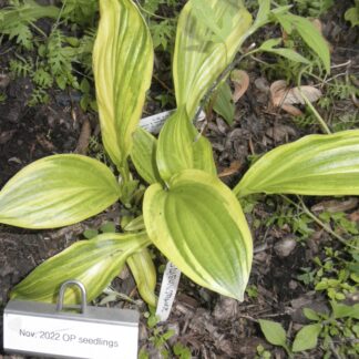 O.P. seedling Javelin (E)